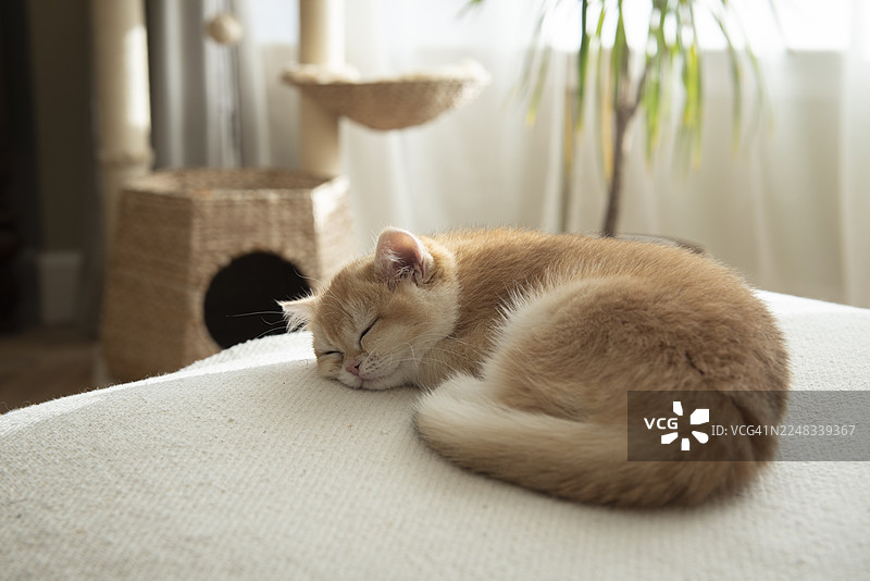 近距离拍摄可爱的金色英国短毛猫，它蜷缩着睡在沙发上，窗外是秋日阳光明媚的爱丁堡，苏格兰，英国的住宅客厅，背景是带窗帘的凸窗、猫爬架和植物。图片素材
