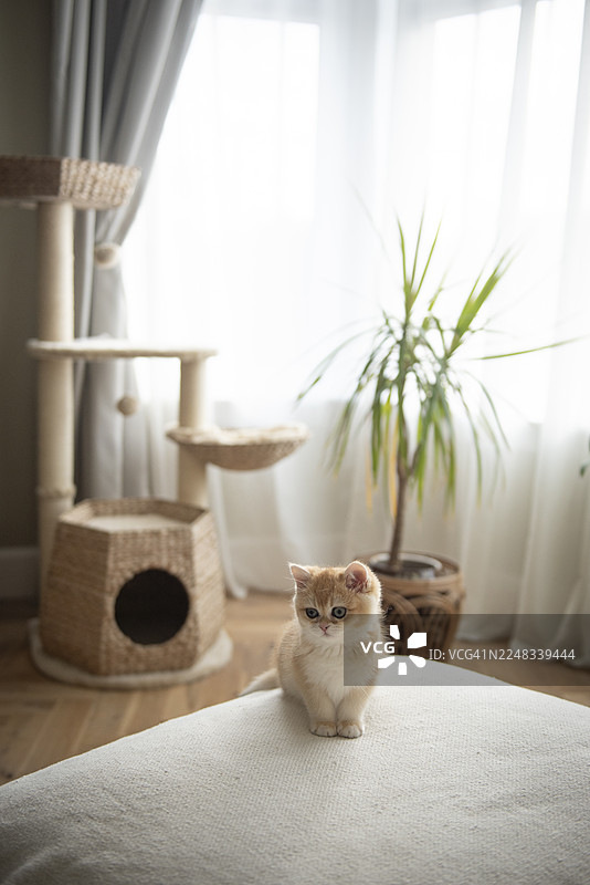 一只金色英国短毛猫幼猫坐在沙发上，背景是苏格兰爱丁堡一栋房子里的客厅，窗外是阳光明媚的秋日，窗户有窗帘，还有猫爬架和植物。图片素材