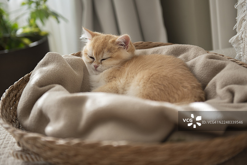 一只昏昏欲睡的金吉拉英国短毛猫小猫蜷缩在沙发猫窝的毯子上打盹，旁边是海湾窗户、窗帘和植物，在一个阳光明媚的秋日，在苏格兰爱丁堡的房子客厅里。图片素材
