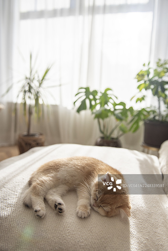 一只疲倦的金吉拉英国短毛猫小猫躺在沙发上小睡，背景是爱丁堡一栋房子客厅里阳光明媚的秋日，有飘窗、窗帘、猫爬架和植物。图片素材