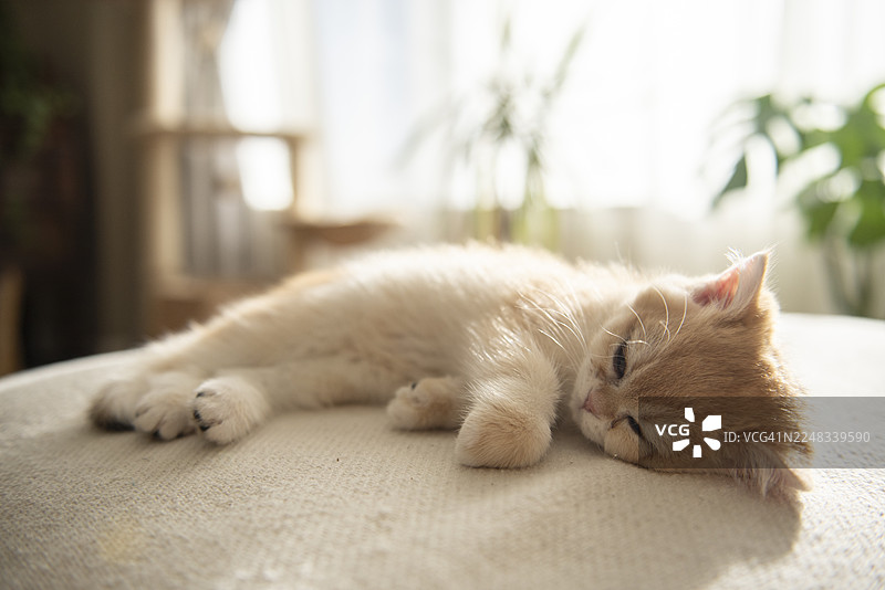 一只疲惫的金吉拉英国短毛猫在秋日阳光明媚的午后，窝在苏格兰爱丁堡一栋房子的客厅沙发上睡着了，背景是带有窗帘的凸窗、猫爬架和植物。图片素材