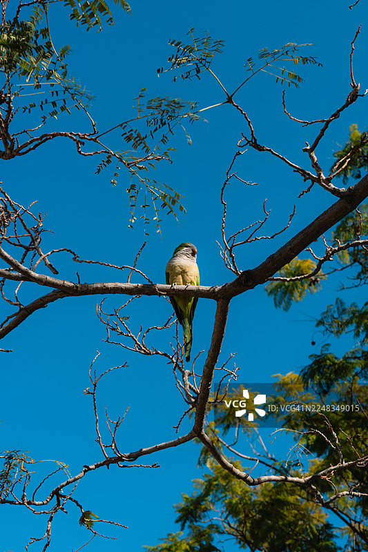 一只色彩斑斓的鹦鹉栖息在光秃秃的树枝上，背景是晴朗的蓝天。图片素材