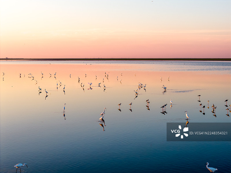 黎明时分，沼泽中的白鹭和苍鹭群图片素材