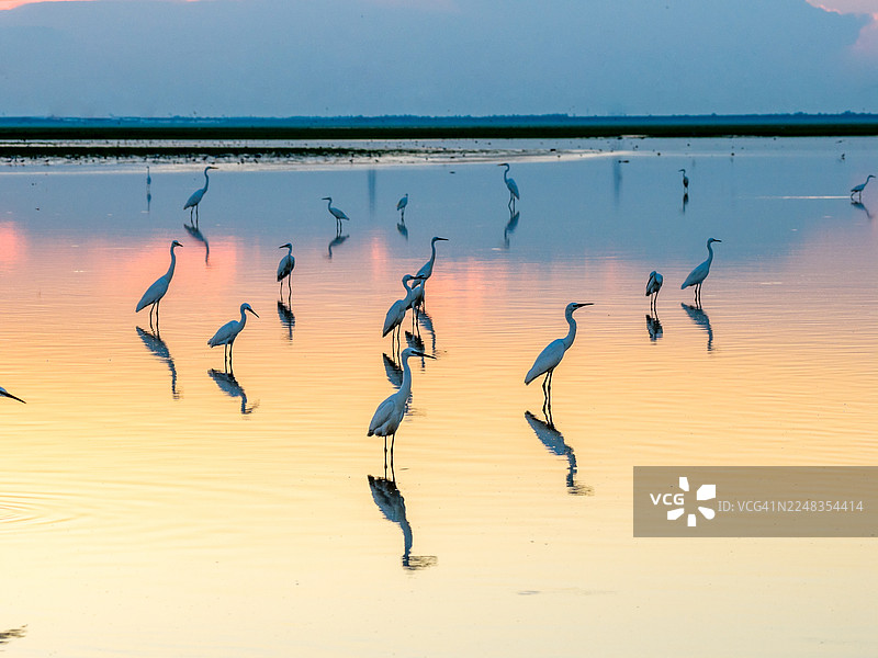黎明时分沼泽中的一群白鹭和苍鹭图片素材