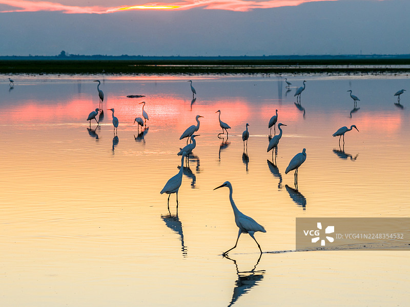 黎明时分，沼泽地里一群白鹭和苍鹭图片素材