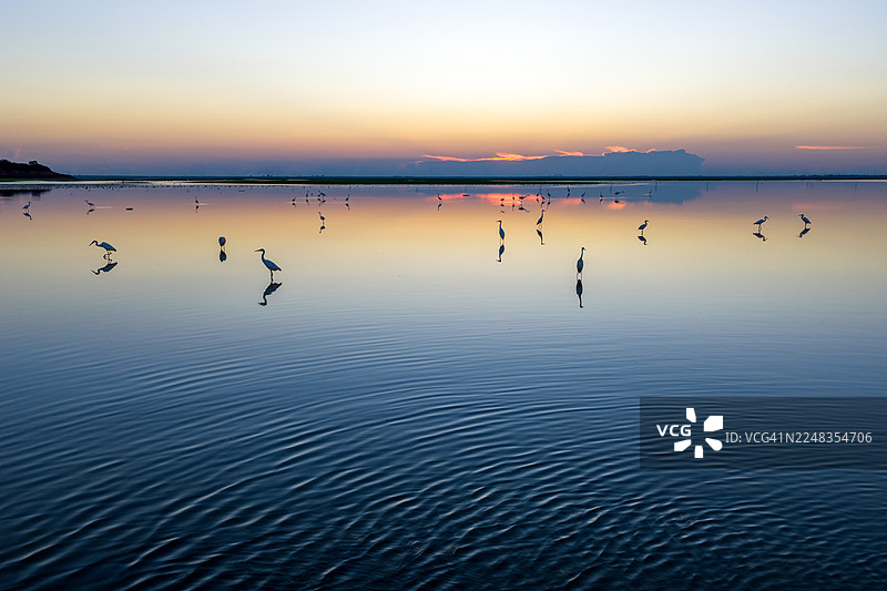 黎明时分，沼泽中的白鹭和苍鹭群图片素材