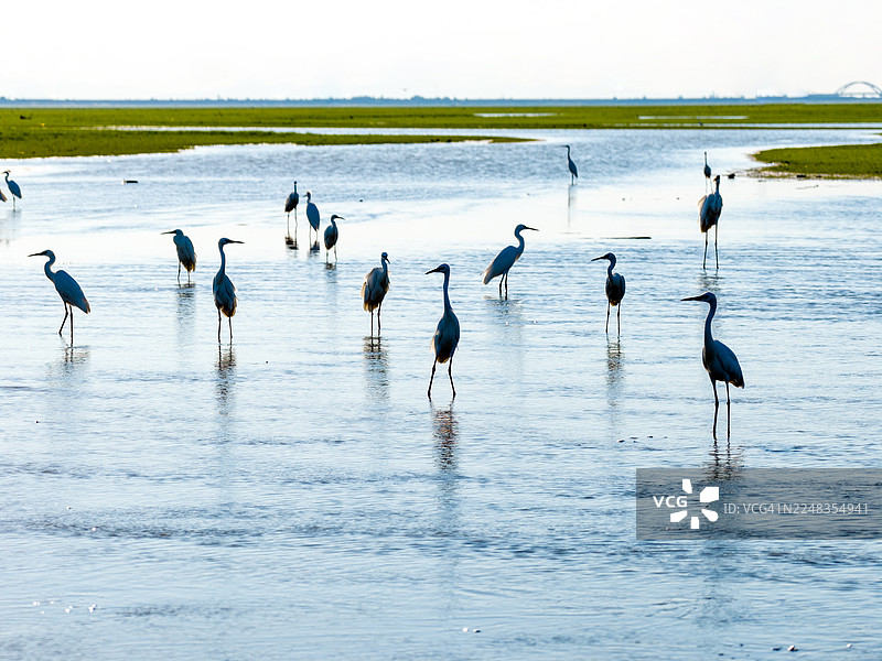 鸟儿栖息在河岸边，低角度拍摄图片素材