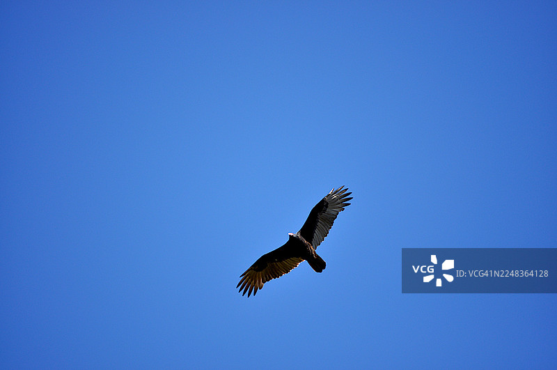 火鸡秃鹫图片素材