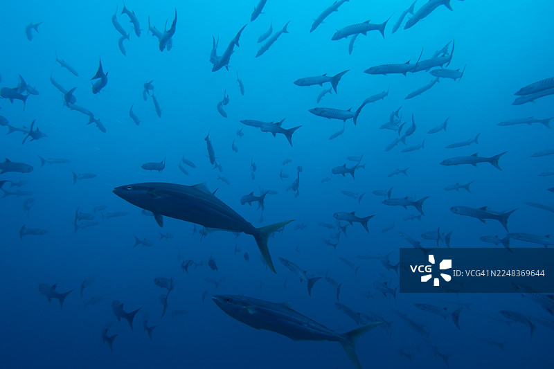 一群梭子鱼图片素材