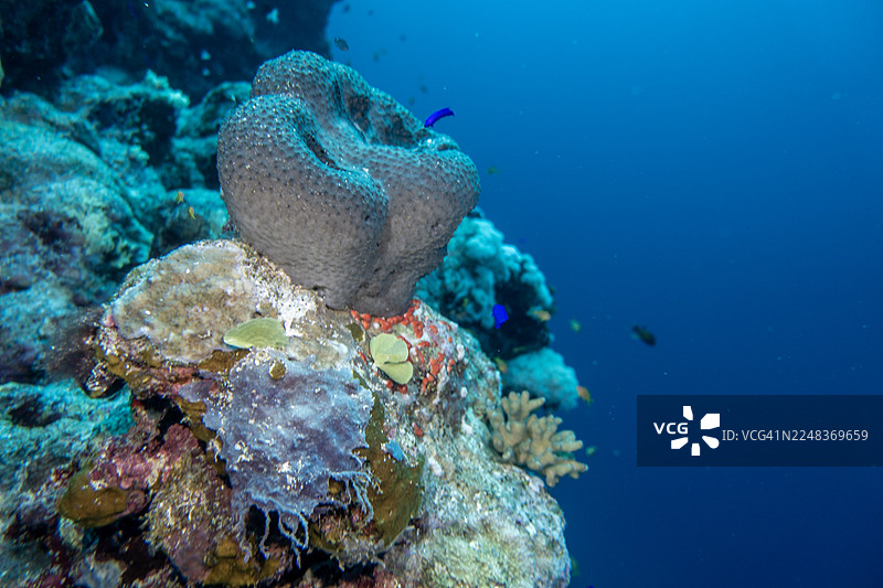 红海软珊瑚图片素材