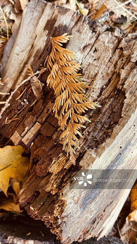 西海岸红柏树桩被秋日落叶环绕图片素材