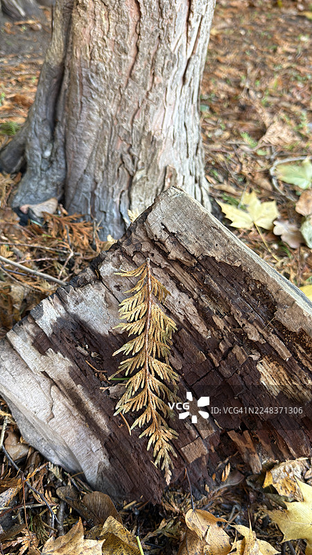西红杉树桩被秋日落叶环绕图片素材