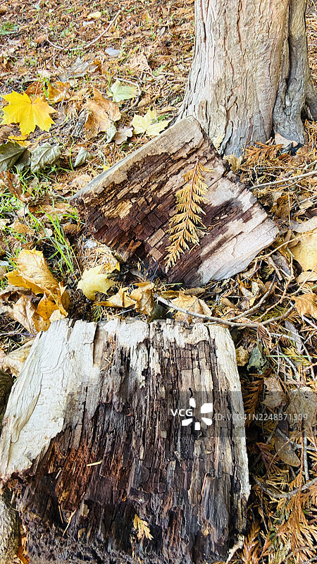 西红杉树桩被砍伐，周围环绕着秋季落叶图片素材