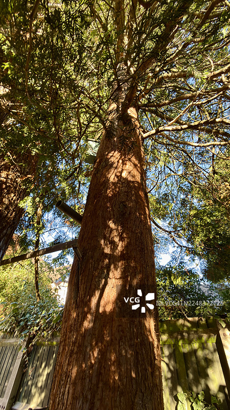 巨杉特写图片素材