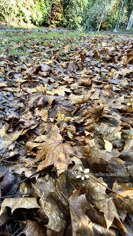 近距离特写挪威枫树落叶图片素材
