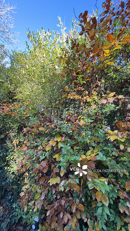 花园边界中，欧洲山毛榉树与其他树木相伴图片素材