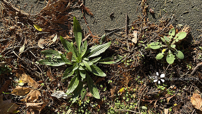 花园里旧花盆中生长的车前草图片素材