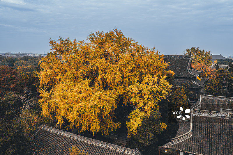 中国江苏扬州大明寺的金色银杏树图片素材