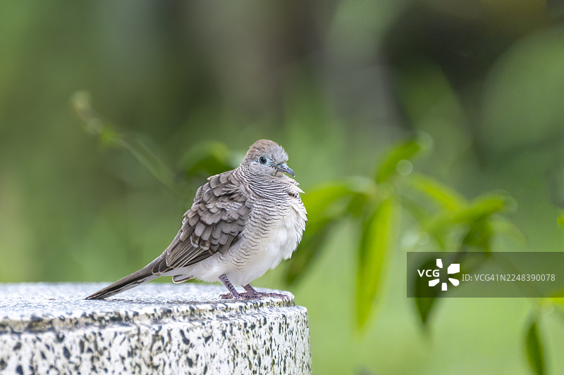 特写斑纹鸠栖息在石头基座上。斑纹鸠，学名Geopelia striata，又称爪哇斑鸠，是一种鸟类，属于野生动物、自然、动物肖像、特写、栖息、虚化背景、绿色背景、亚洲热带。图片素材