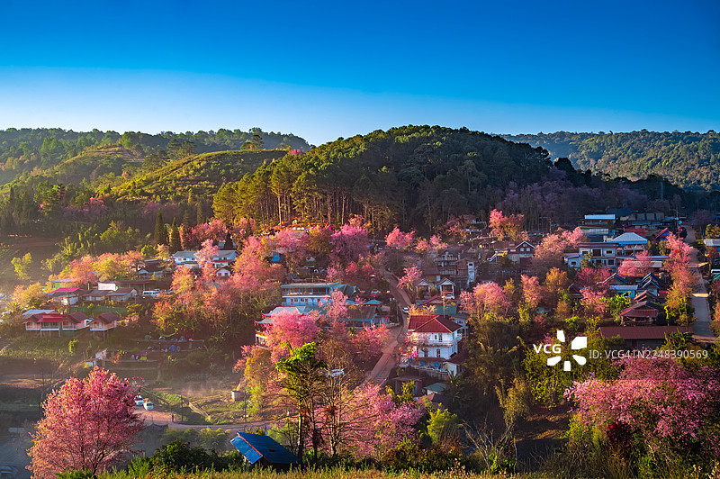 自然，雾，山，樱花树，早晨，荣克拉村，那空泰县，彭世洛府图片素材