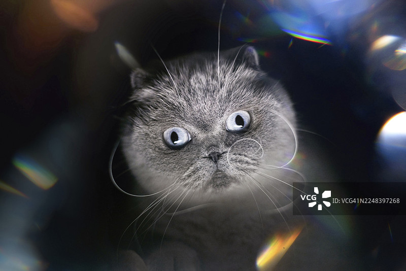 苏格兰折耳猫站立在超现实的光场中图片素材