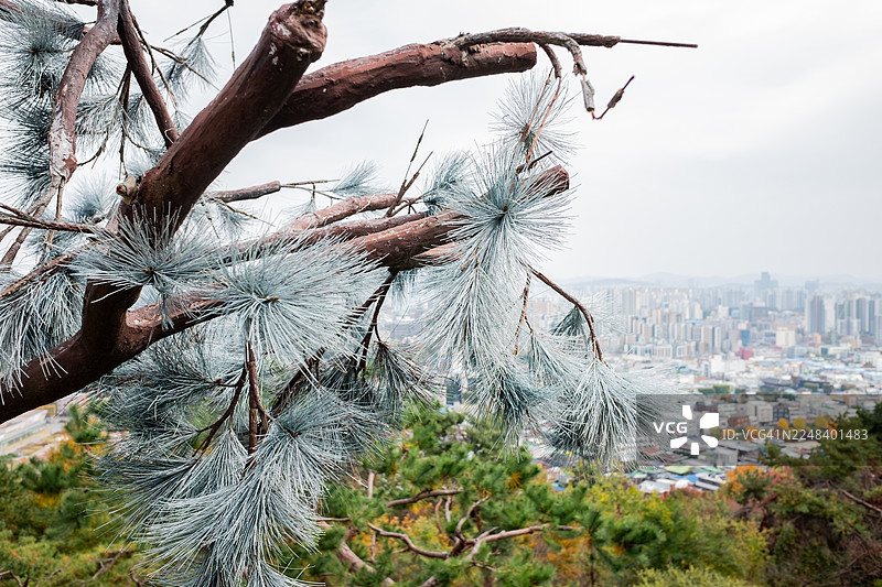 从骆山公园看到的松树雕塑与首尔城市天际线景观，融合了城市景观与自然艺术图片素材
