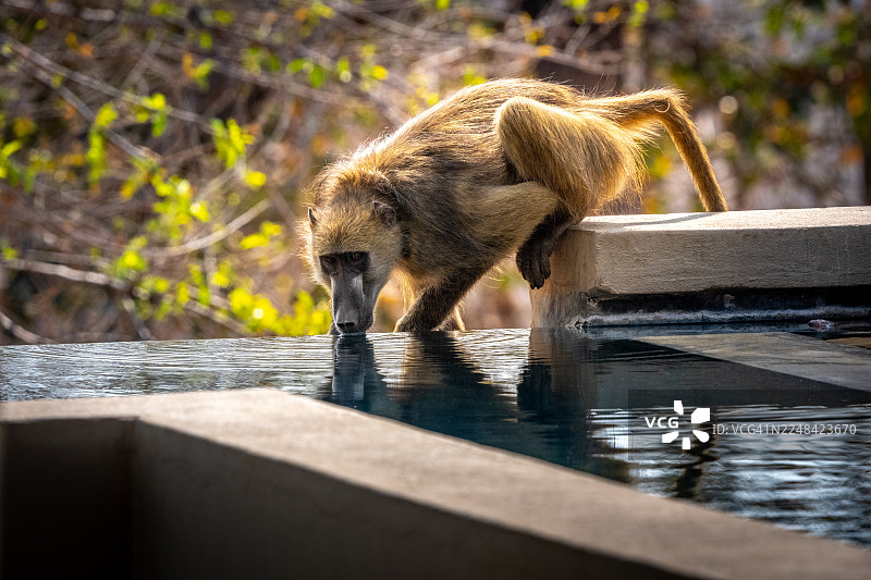 一只狒狒正在泳池里喝水。图片素材