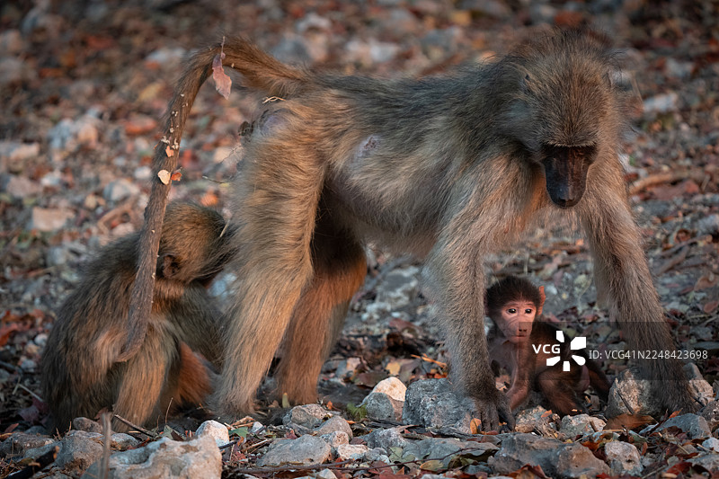 狒狒妈妈带着幼崽和孩子。图片素材