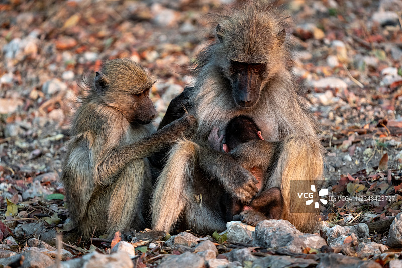 狒狒妈妈和它的孩子及兄弟姐妹。图片素材