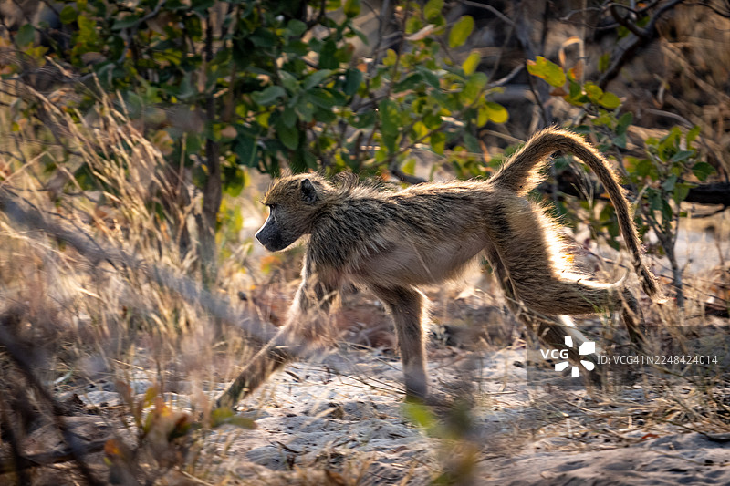 狒狒奔跑图片素材