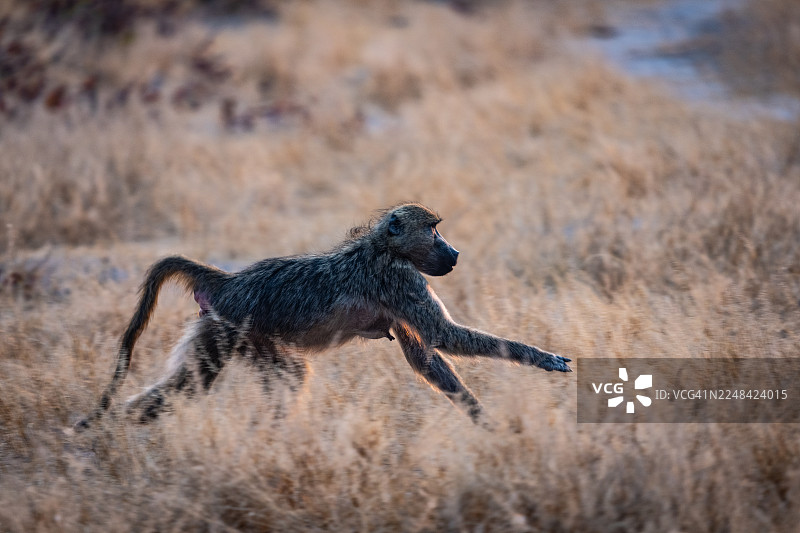 奔跑的狒狒图片素材