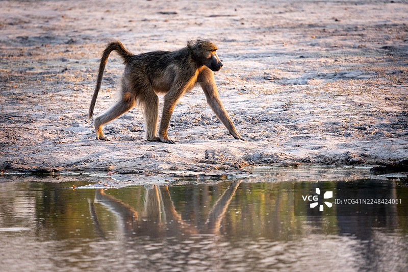 狒狒照镜子图片素材