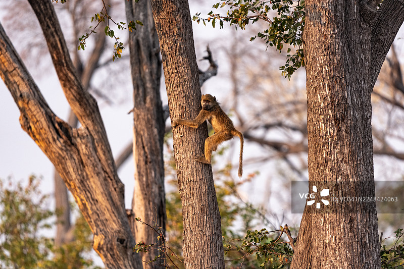 狒狒爬树图片素材