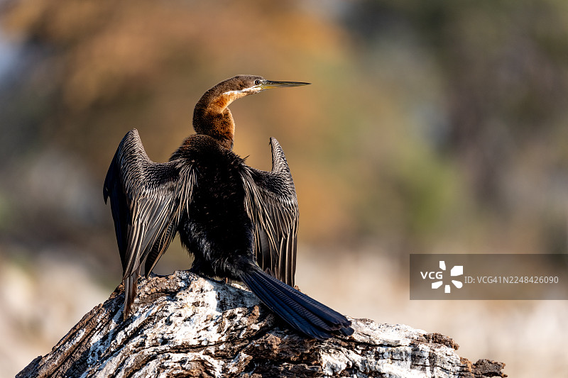 橙色背景下栖息在树桩上的镖鱼。图片素材