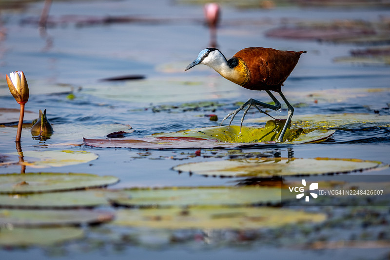 非洲紫水鸡在睡莲叶上行走图片素材