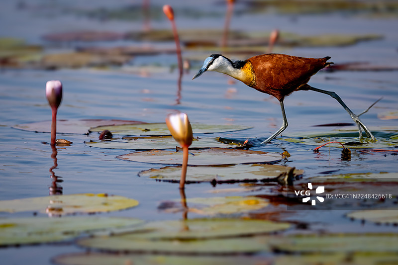 非洲紫水鸡在睡莲上行走。图片素材