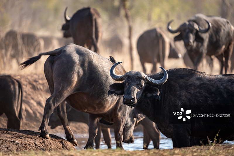 非洲水牛在水坑边图片素材