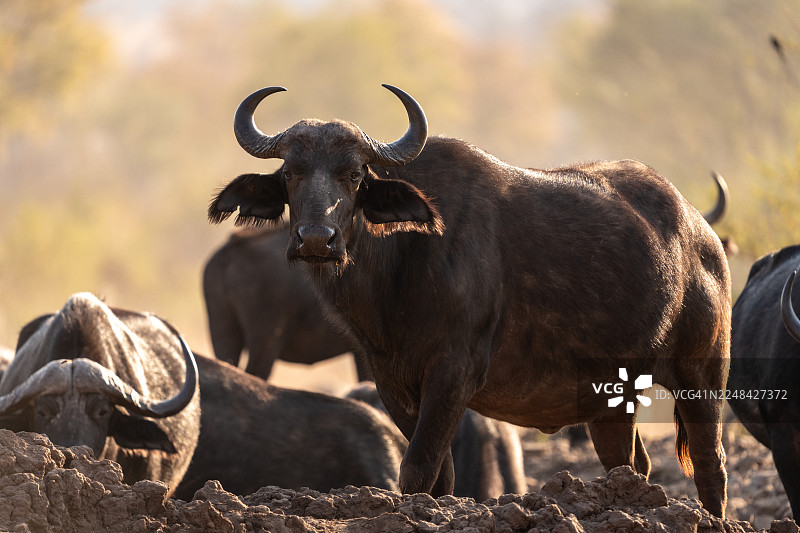 非洲水牛在水坑边图片素材