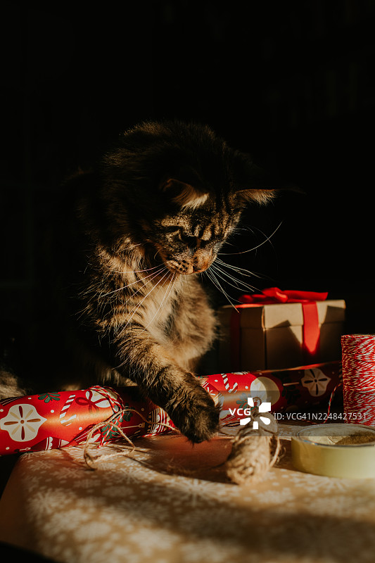 一只缅因猫顽皮地玩着线和包装纸，而它的主人正试图包装圣诞礼物图片素材