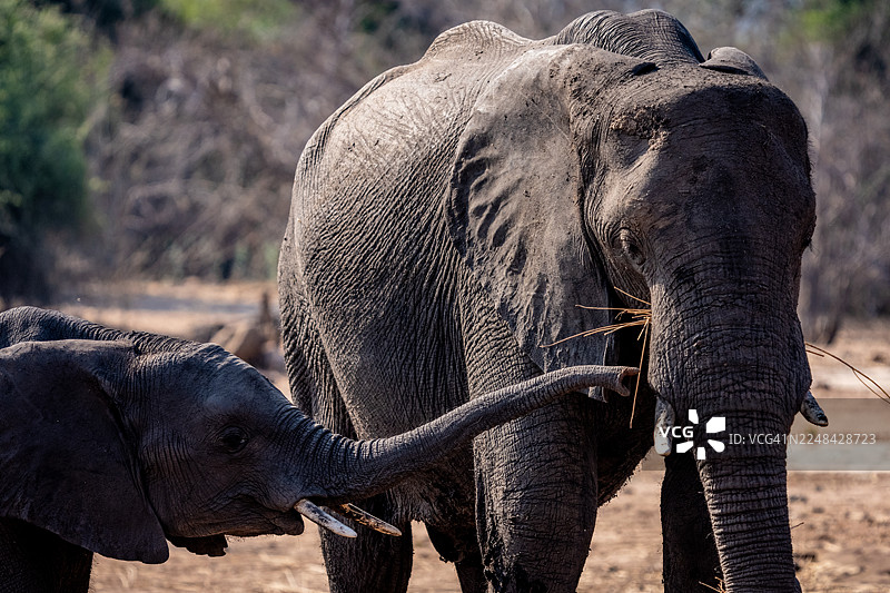 非洲象与象崽图片素材
