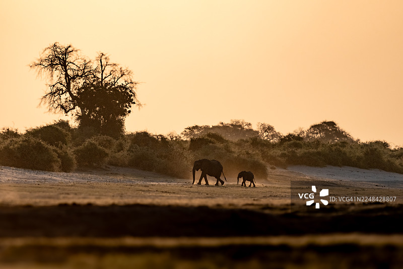 非洲象在尘土飞扬的黄昏中图片素材