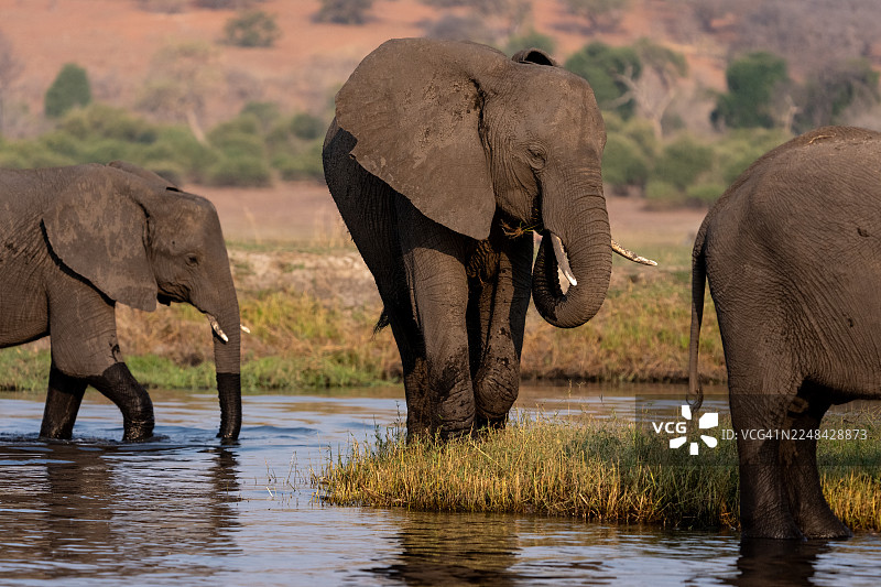 非洲象在水中穿行图片素材