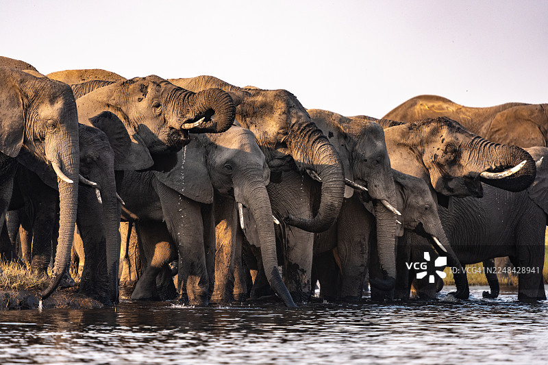 非洲象在乔贝河畔的日落时分饮水图片素材