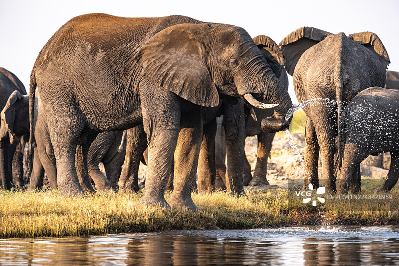 非洲象在乔贝河畔的日落时分饮水图片素材