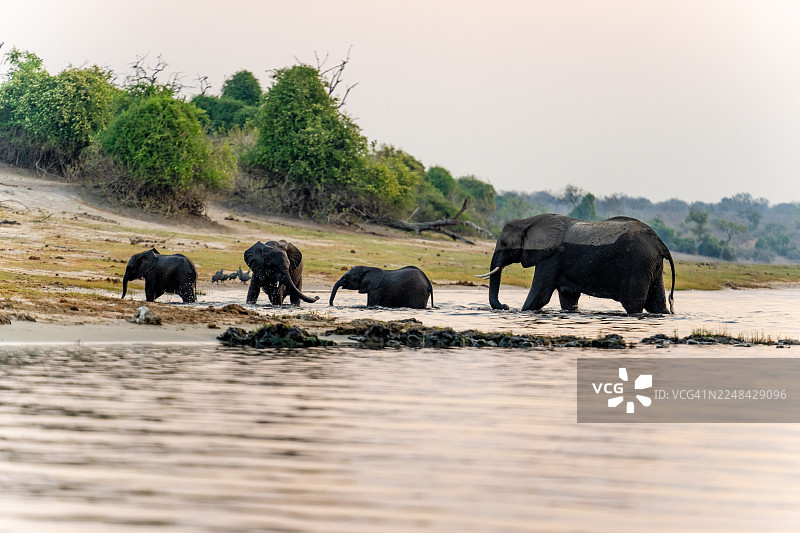 非洲象在日落时分穿越乔贝河。图片素材