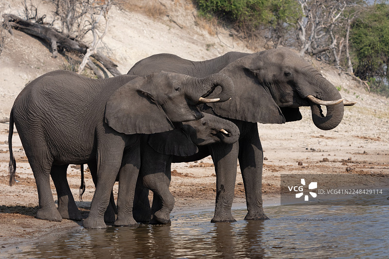 非洲象在乔贝河饮水图片素材