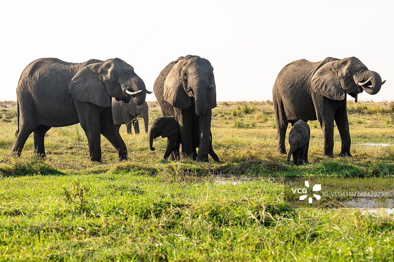 非洲象与象宝宝在乔贝河畔图片素材