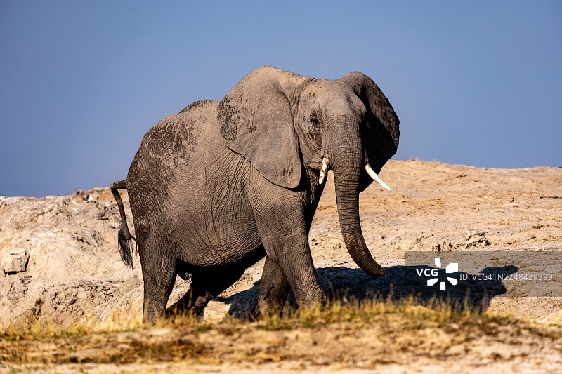 非洲象看向镜头图片素材