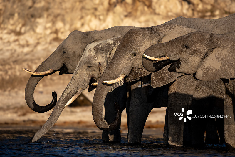 非洲象在乔贝河饮水图片素材