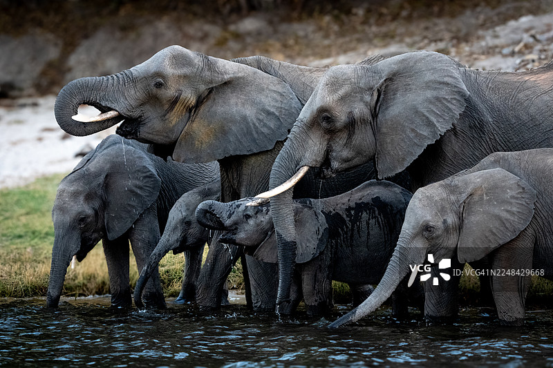非洲象在乔贝河饮水。图片素材